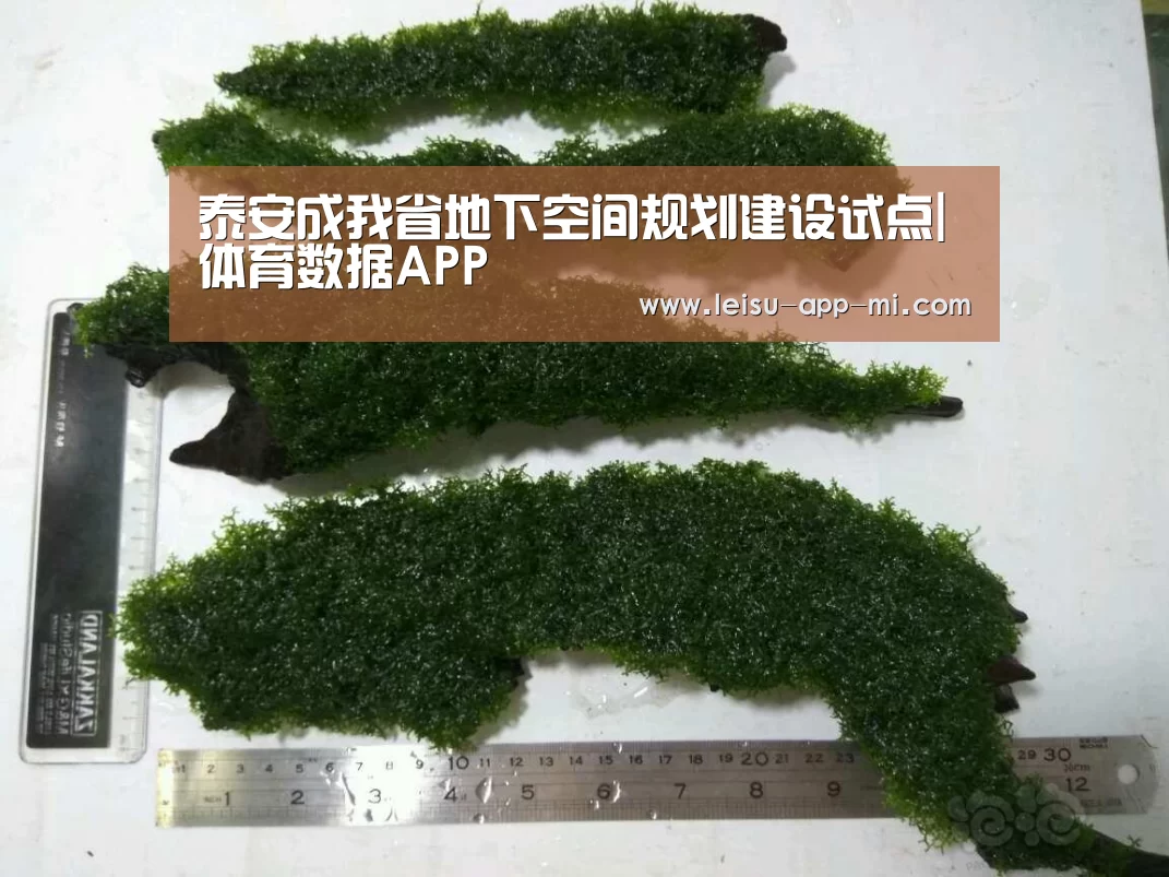 雷速APP下载